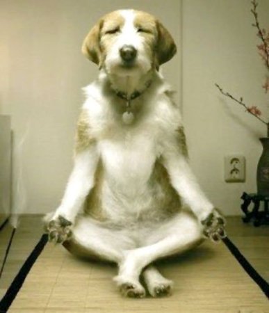 Funny Dog Meditation